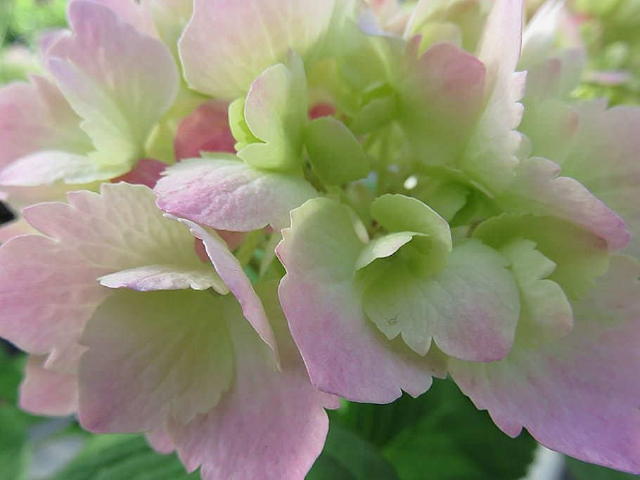 Plant, Flower, Hydrangea, Pink, summer, close-up, no people HD wallpaper