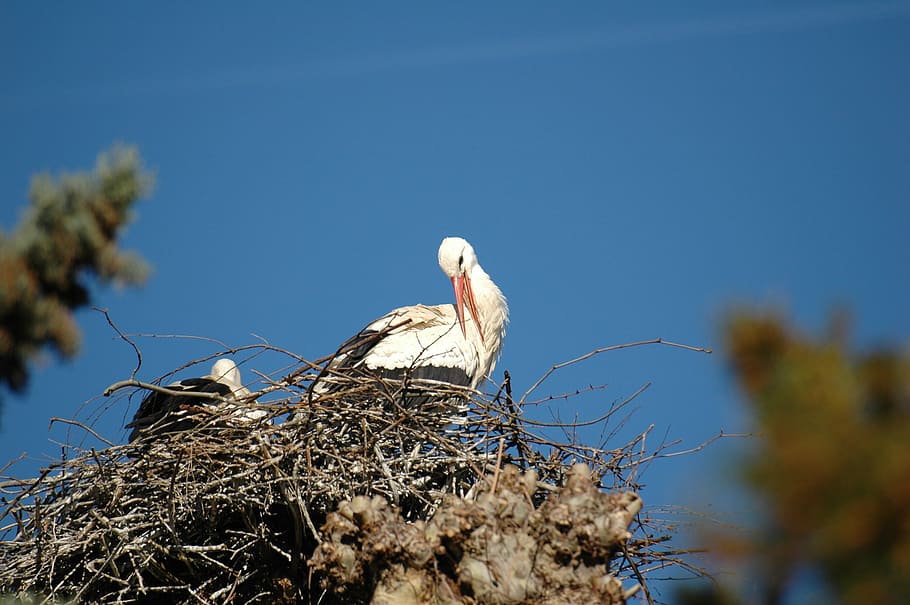 stork, nest, bird, animal Nest, wildlife, nature, white Stork HD wallpaper