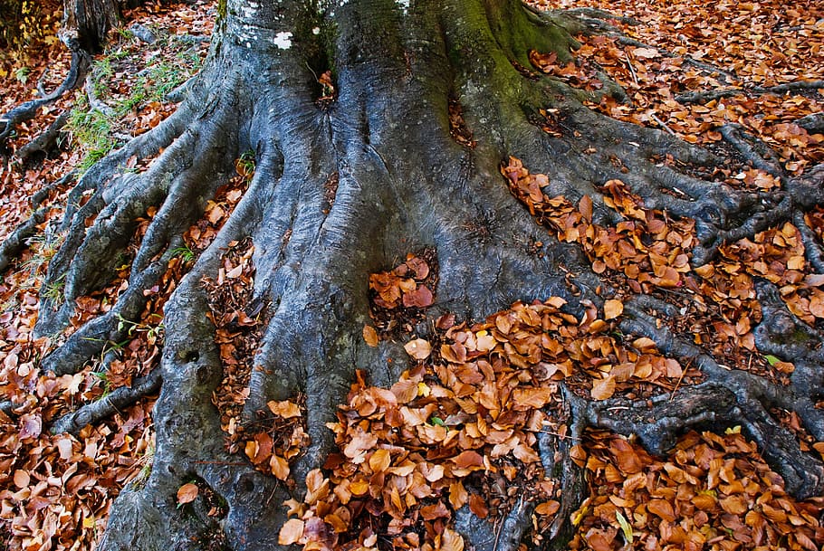 Log, Root, Wood, Nature, Leaves, autumn, bark, forest, brown HD wallpaper