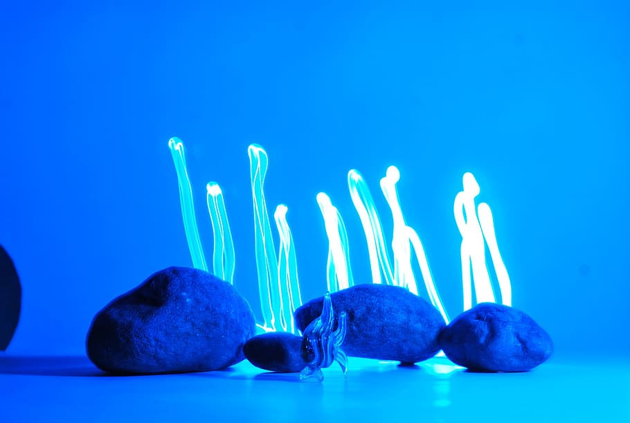 stone, fish, algae, blue, studio shot, colored background, no people HD wallpaper