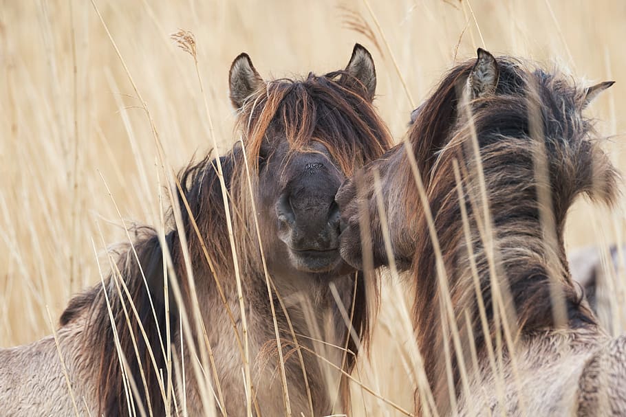 wildlife photography of two brown horses, pony, grass, meadow