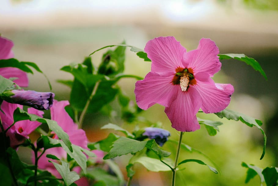 hibiscus, pink, blossom, bloom, garden, pink flower, summer HD wallpaper
