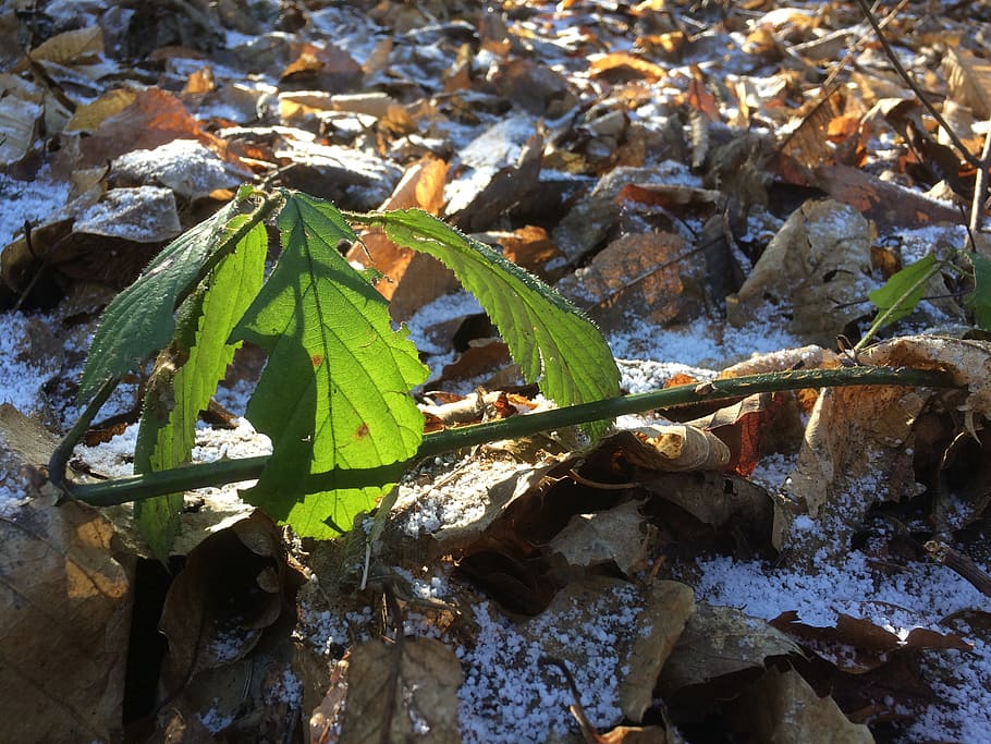 winter, sheet, light, snow, leaf, plant part, nature, day, water HD wallpaper