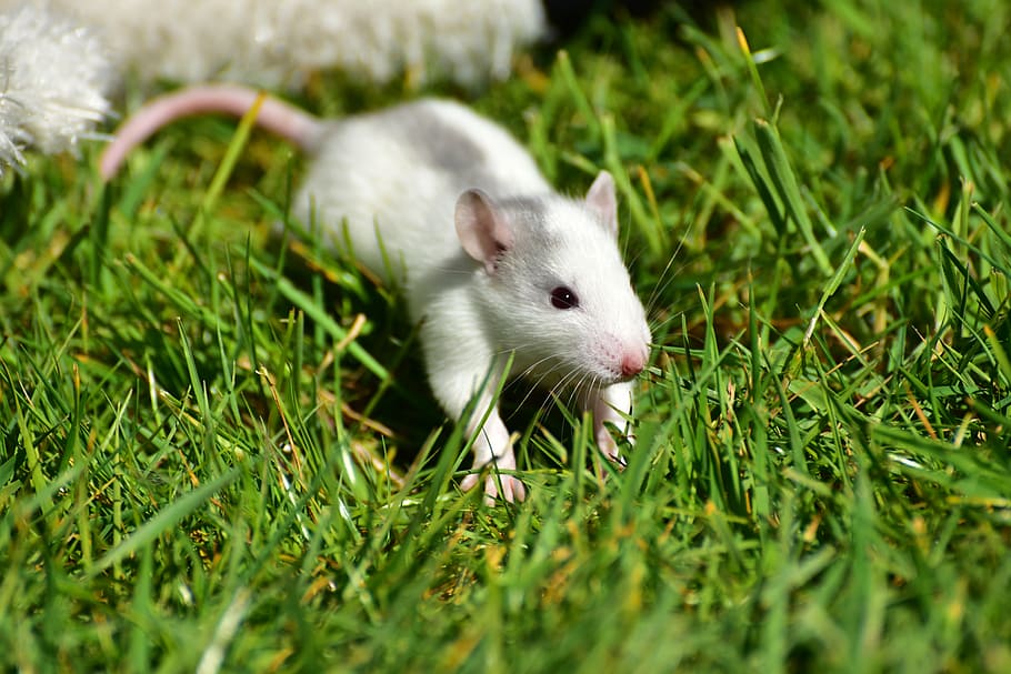 Download Hd Wallpaper White Mouse Rat Baby Baby Rats Grey White Small Cute Sweet Wallpaper Flare