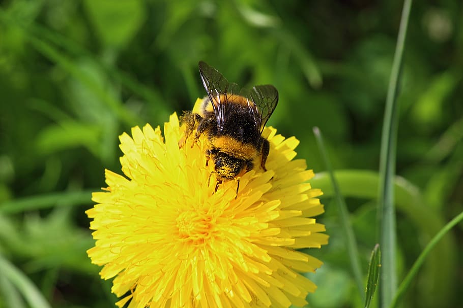 Bee, Dandelion, Pollen, Hard, hard working, spring, meadow HD wallpaper