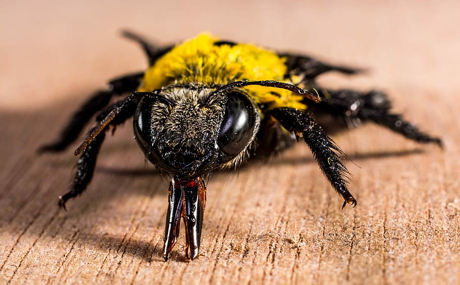 Close-up macro of a Bee, bug, closeup, images, photos, insect HD wallpaper