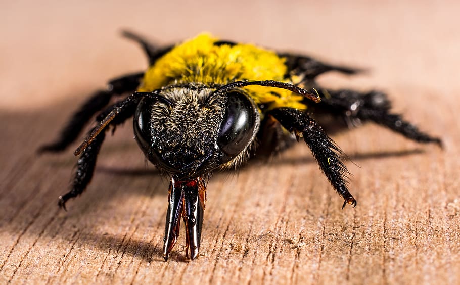 Yellow Black Bee on Brown Wooden Surface, close-up, insect, macro HD wallpaper