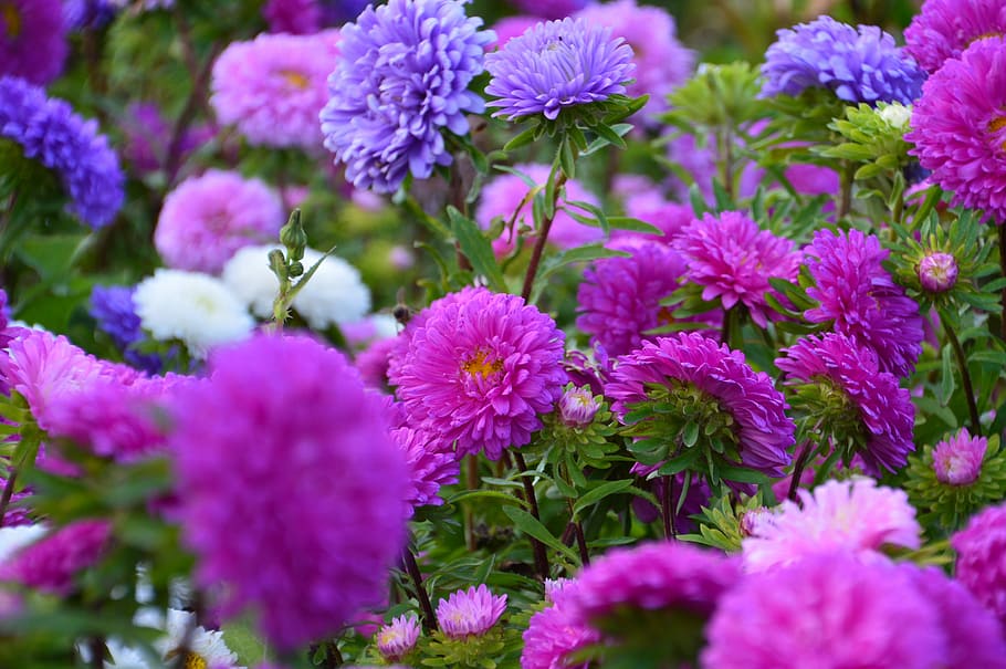 Astra, Flower, Pink, purple, growth, plant, no people, nature HD wallpaper