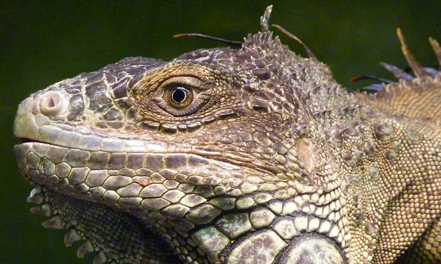 iguana, reptile, lizard, profile, face, animal, cute, pet, macro HD wallpaper