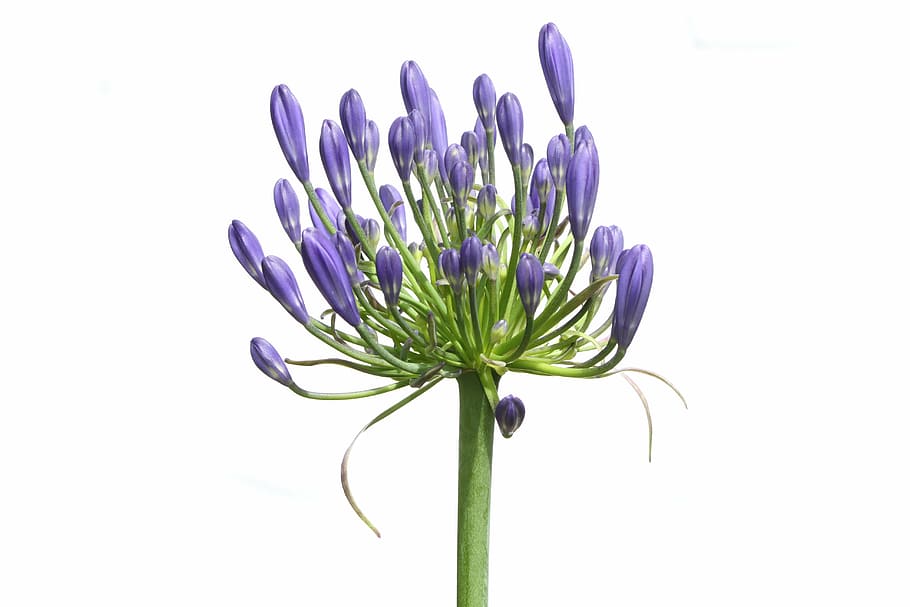 close up photography of purple clustered flower, agapanthus, agapanthus africanus, HD wallpaper