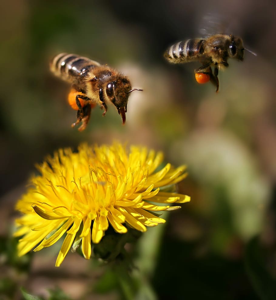 two brown bees, flight, pollination, pair, dandelion, flowering plant HD wallpaper