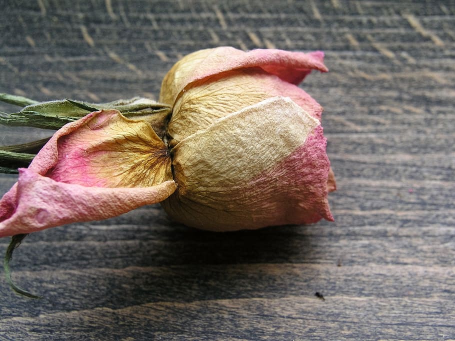 flower, dried, rose, petals, freshness, close-up, table, food and drink HD wallpaper