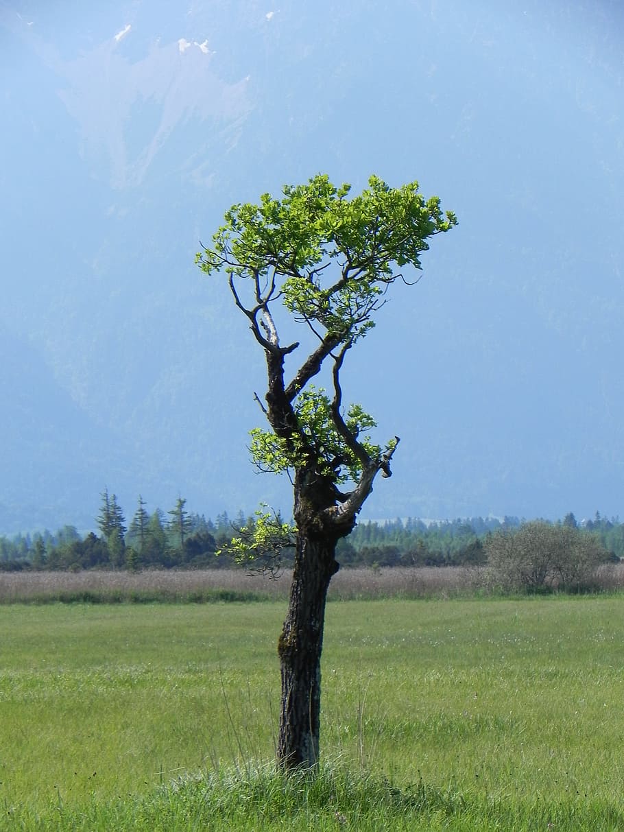 tree, landscape, grove, plant, field, environment, grass, tranquility HD wallpaper