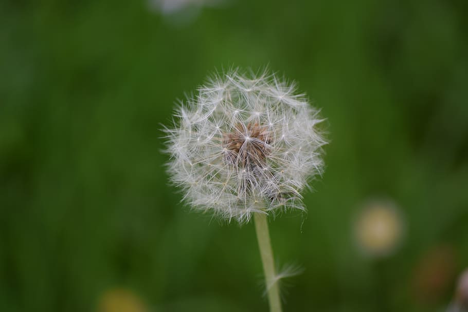 dandelion, spring, prato, flowers, green, nature, plant, fragility HD wallpaper