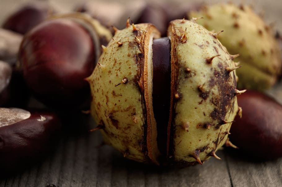 horse chestnut, crop, autumn, wood, plant, nature, food and drink, HD wallpaper