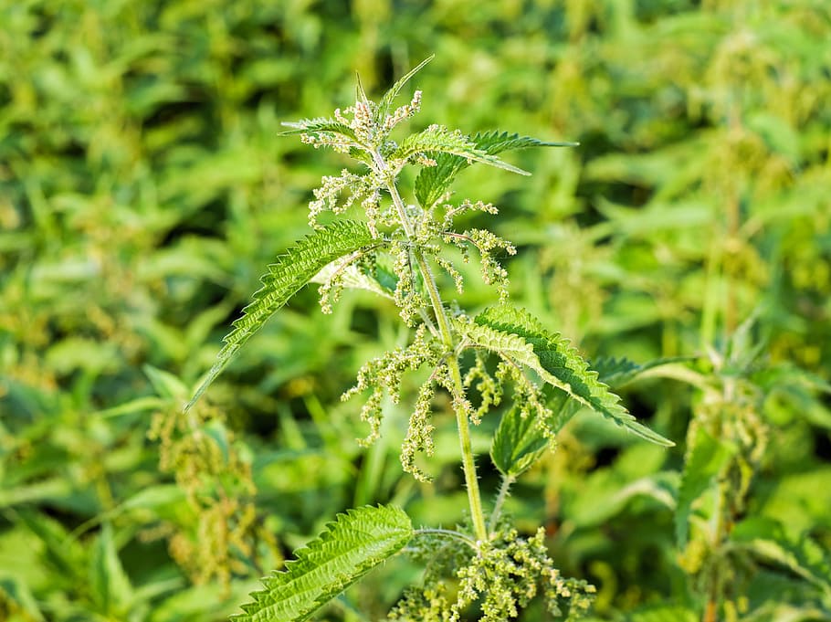 selective focus photograph of cannabis plant, stinging nettle, HD wallpaper