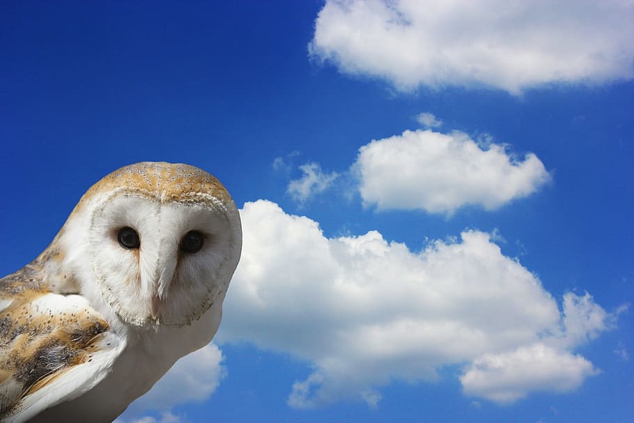 owl, eagle owl, barn owl, bird, bird of prey, bill, nocturnal HD wallpaper