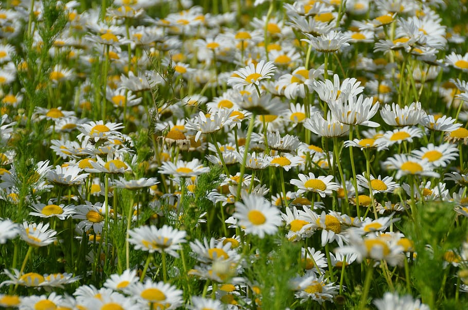 daisy, meadow, spring, flowers, sun, summer, nature, macro HD wallpaper