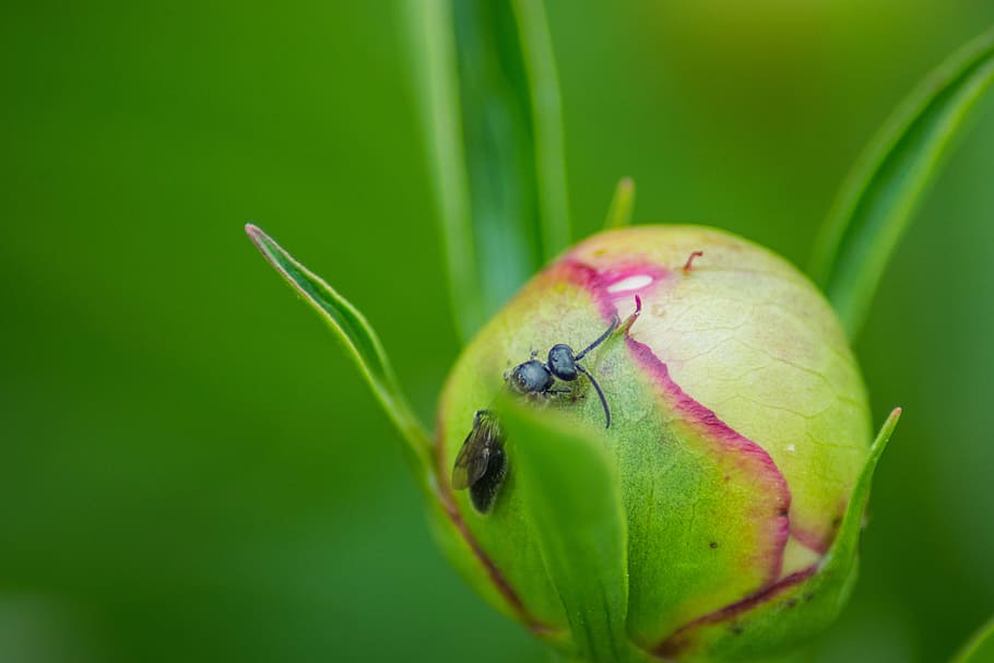 macro, ant, nature, insect, wildlife, bug, green, plant, environment HD wallpaper