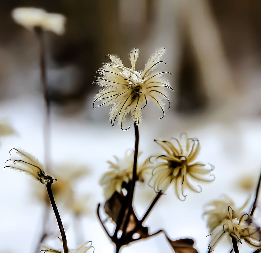 flower, winter, snow, flora, blossom, bloom, inflorescence HD wallpaper