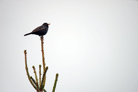 black bird perching on green plant under gray sky, merlo, volatile HD wallpaper