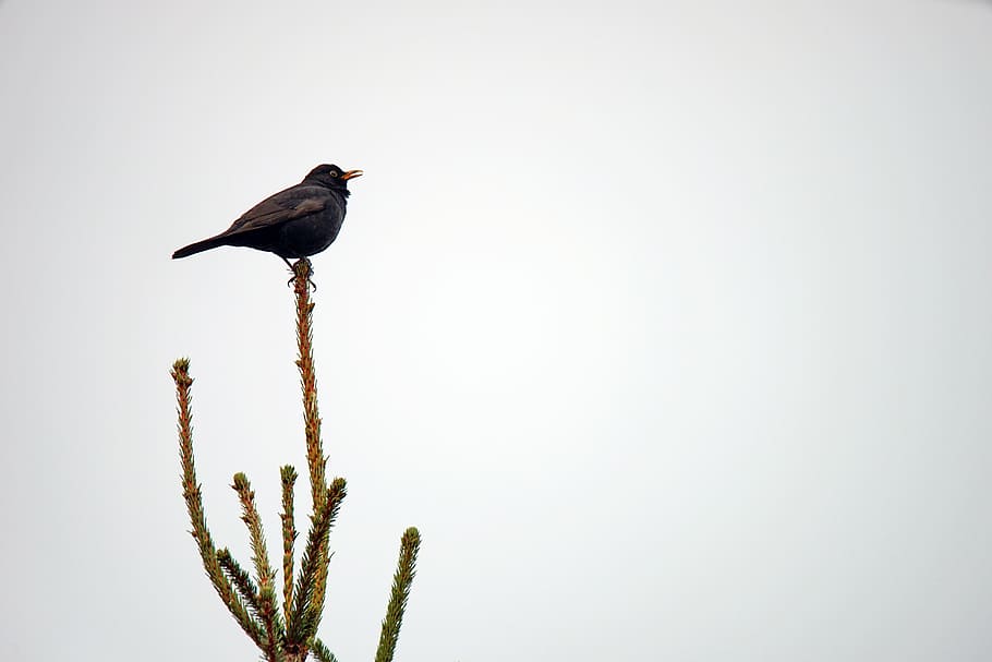 black bird perching on green plant under gray sky, merlo, volatile HD wallpaper