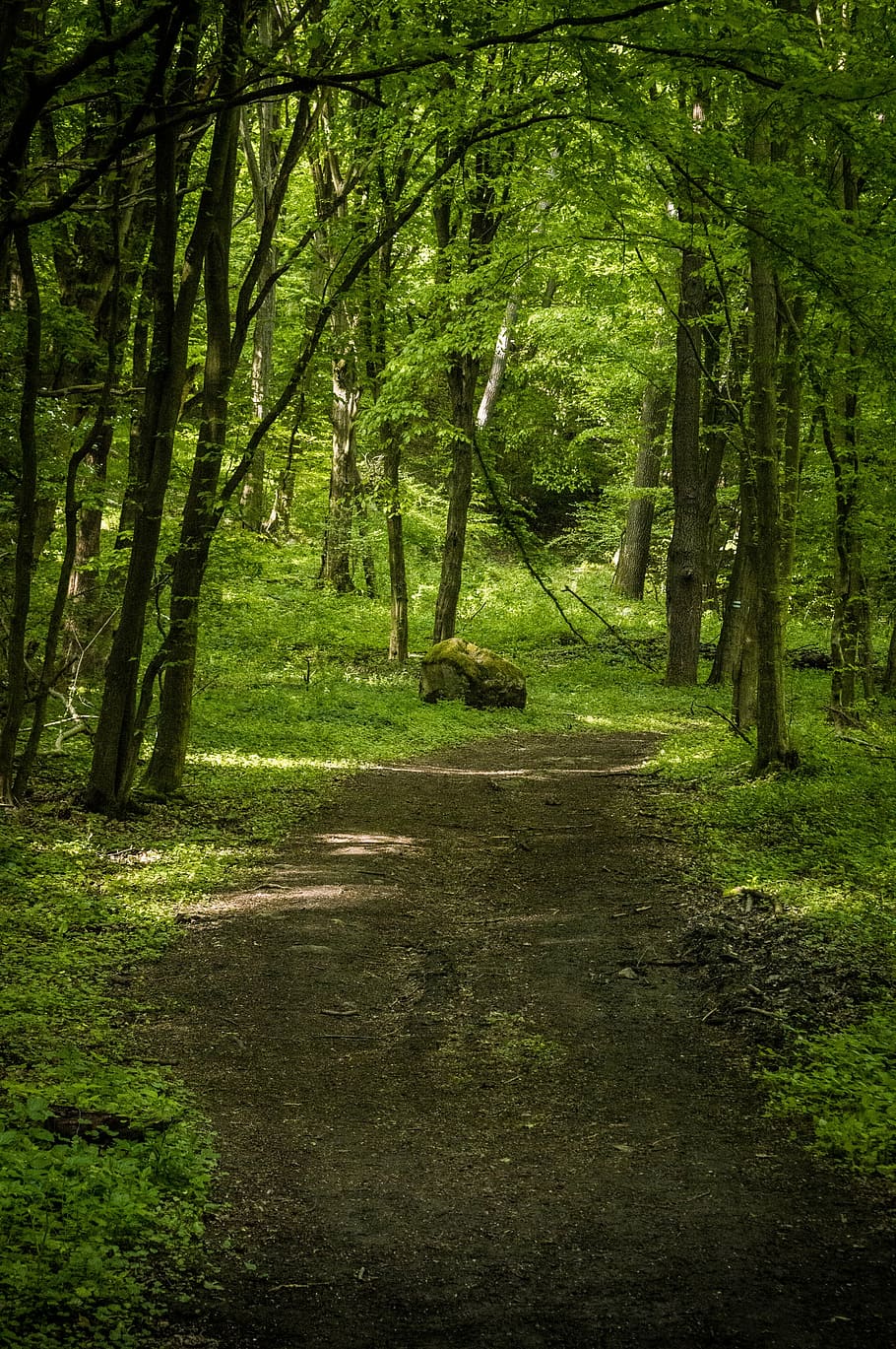 forest, pilis, spring, nature, travel, landscape, mountain HD wallpaper