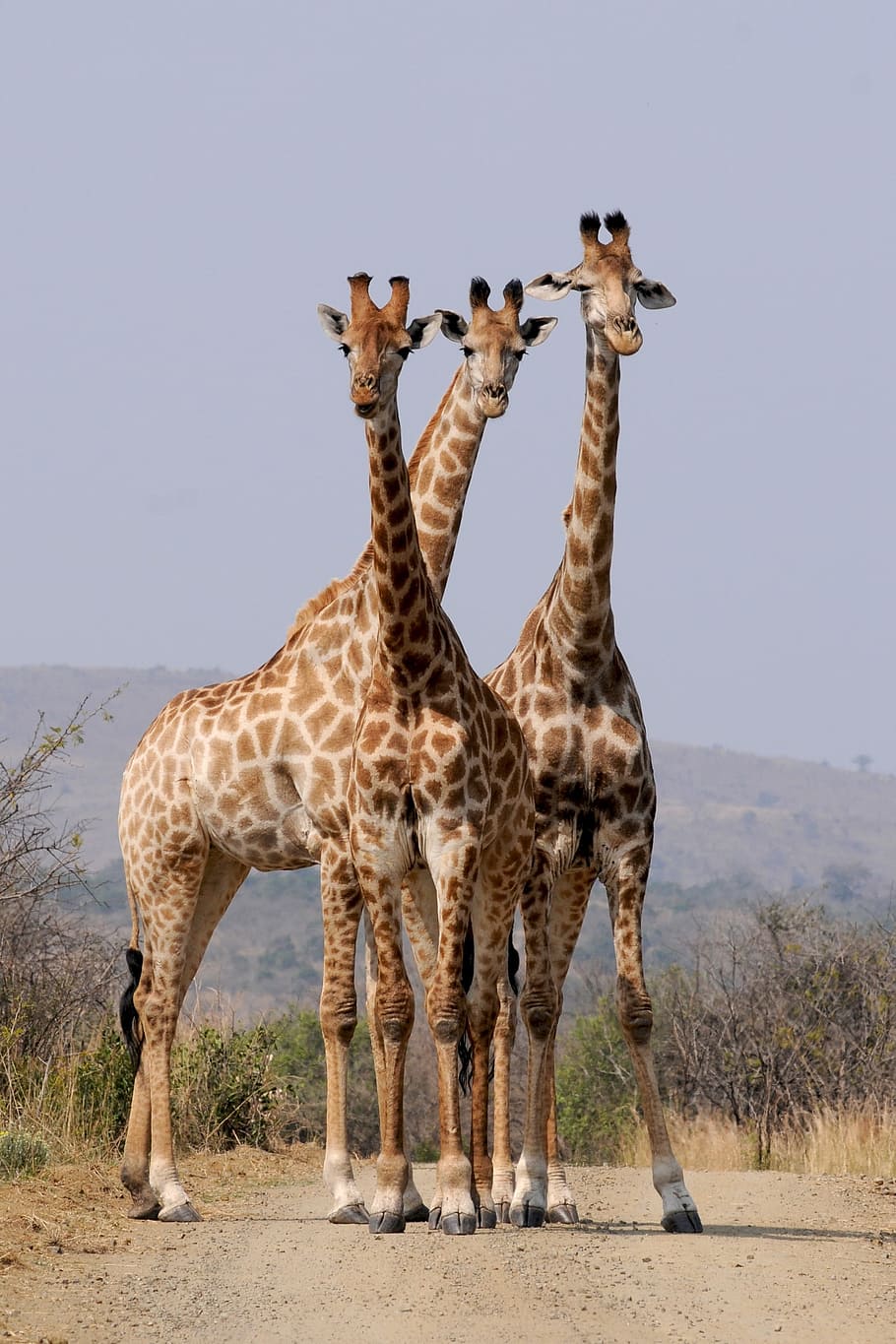 three giraffe near mountain during daytime, south africa, hluhluwe