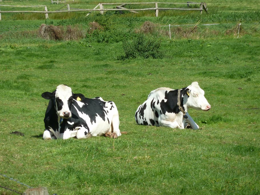 cows, pasture, concerns, beef, cattle, animals, grass, domestic HD wallpaper