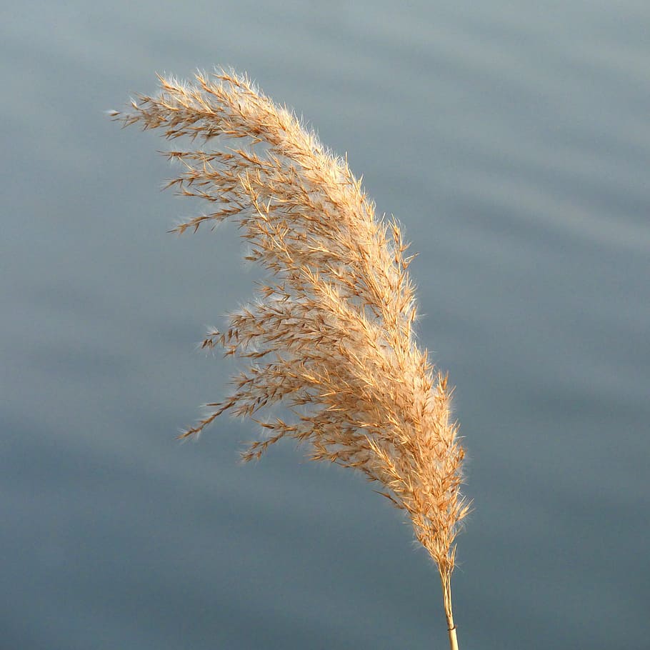 reed, rush, panicle, river, plant, nature, lake, bank, individually HD wallpaper