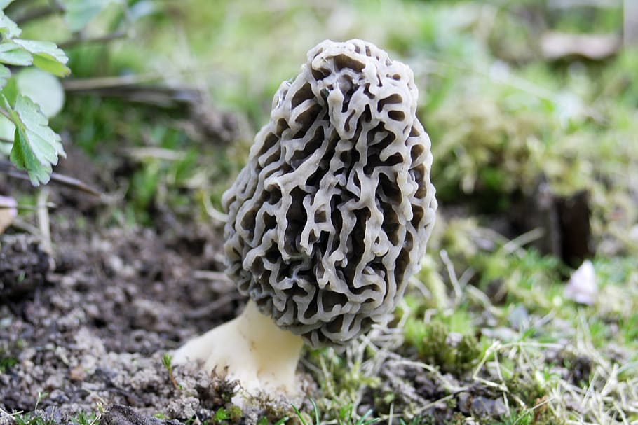 morel, mushroom, plant, forest, fruiting bodies, close up, growth, HD wallpaper