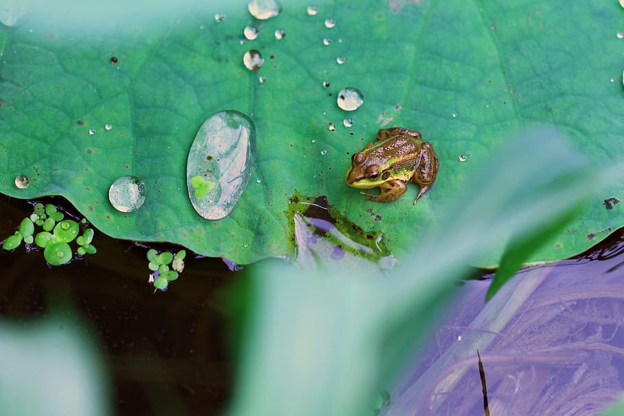 frog, kite, water, trickle, siheung, leaf, plant part, green color HD wallpaper