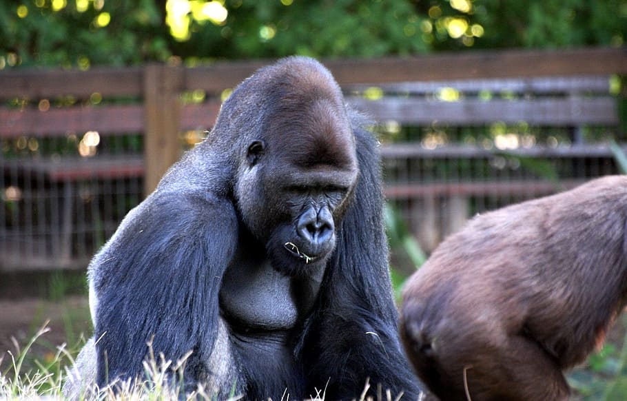 gorilla, monkey, apes, sitting, wildlife, mammal, primate, jungle HD wallpaper