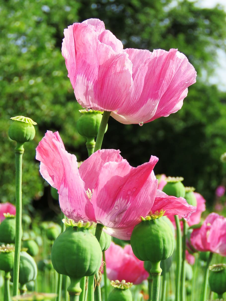 Opium Poppy Wallpaper