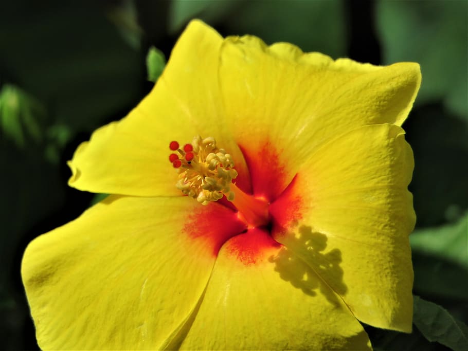 flower, yellow, rust, shadow, garden, flowering plant, freshness HD wallpaper