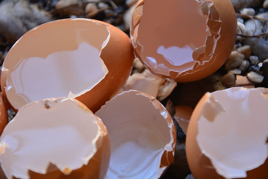 empty, egg shells, calium, food and drink, freshness, eggshell HD wallpaper