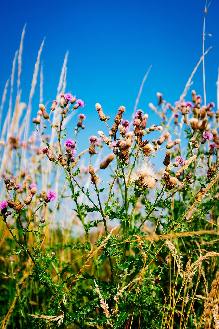 Flowers, Meadow, Spring, Nature, Field, green, summer, spring flower HD wallpaper
