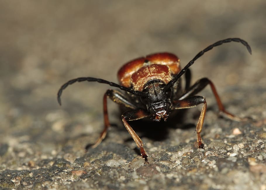 Beetle, Probe, Insect, Nature, Crawl, close, macro, iridescent HD wallpaper