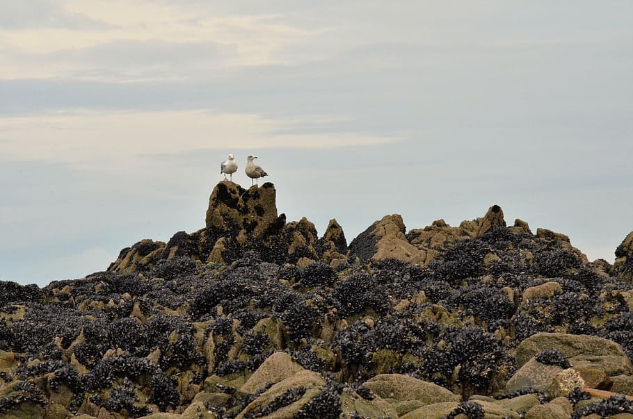 seagull, bird, mussel, shell, shellfish, crustacea, food, rock, HD wallpaper