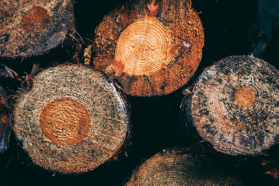 brown and beige pile of wood logs at daytime, high angle photography of chopped tree trunks HD wallpaper