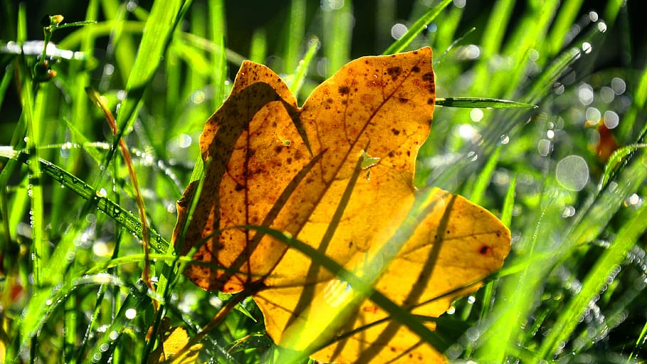 forest, dew, nature, leaf, plant part, close-up, day, green color HD wallpaper