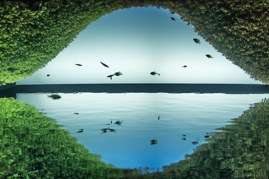 Underwater Love…, body of water, reflection, hedge, fish, arch HD wallpaper