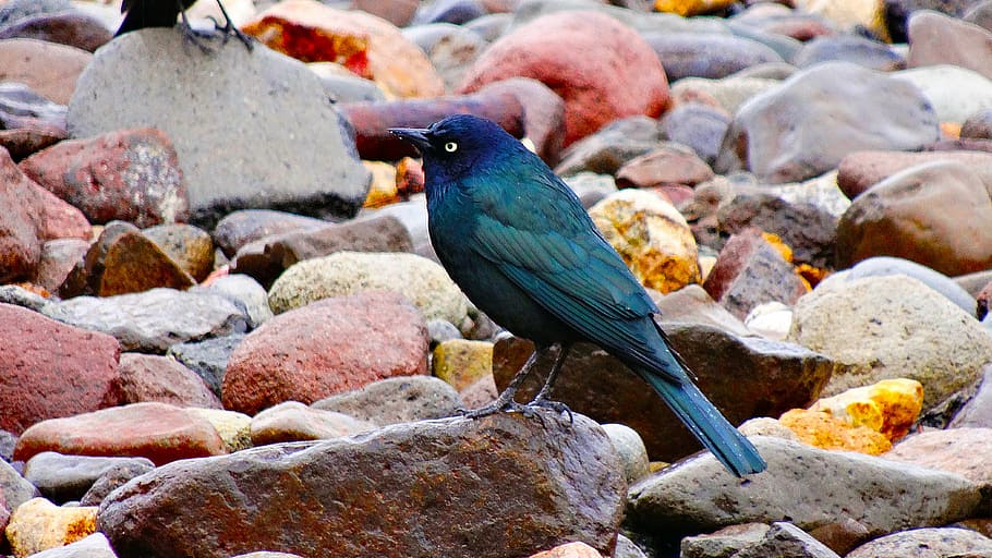 black bird, wildlife, on rocks, wet rocks, animal themes, no people HD wallpaper