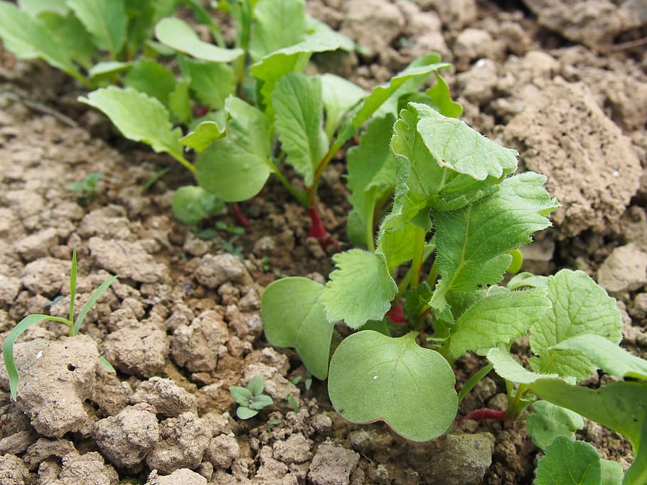field, vegetables, radish, bio, natural, garden, green, leaf HD wallpaper