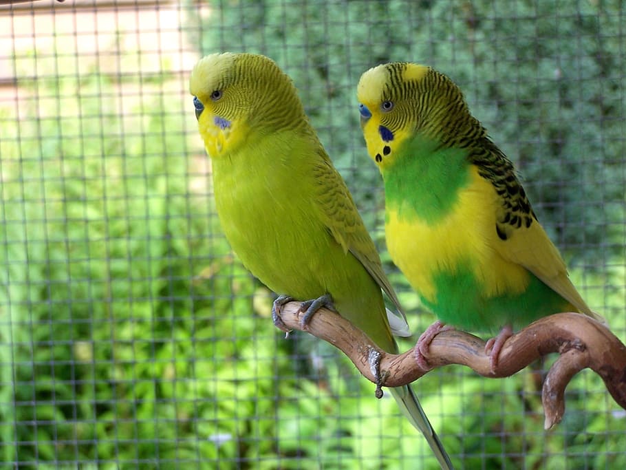 birds, budgerigars, together, animal world, parakeets, pets