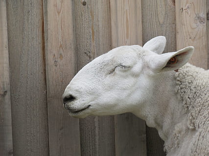 HD wallpaper: sheep, ovis aries, animal, livestock, white, domestic, farm |  Wallpaper Flare