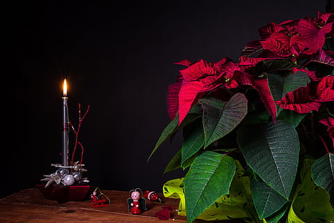 red poinsettia flowers, christmas, candles, flame, light, still life HD wallpaper