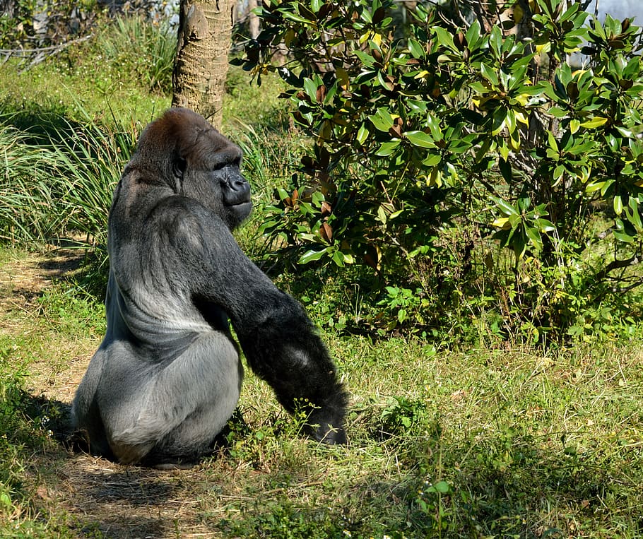 silver back, gorilla, ape, primate, wildlife, mammal, animal HD wallpaper
