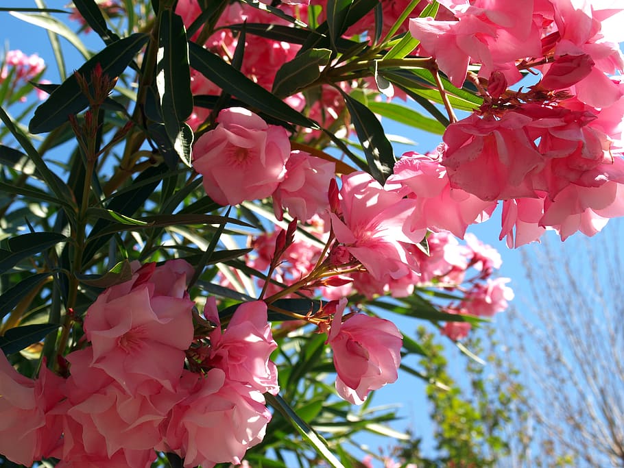 flowers, shrub with flowers, flowery branch, shrub in bloom, HD wallpaper