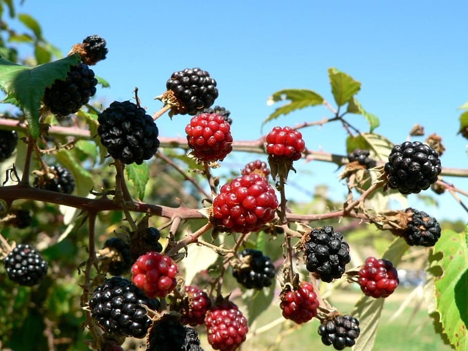 mulberry, fruit, tree, leaves, food, sweet, ripe, fresh, juicy HD wallpaper